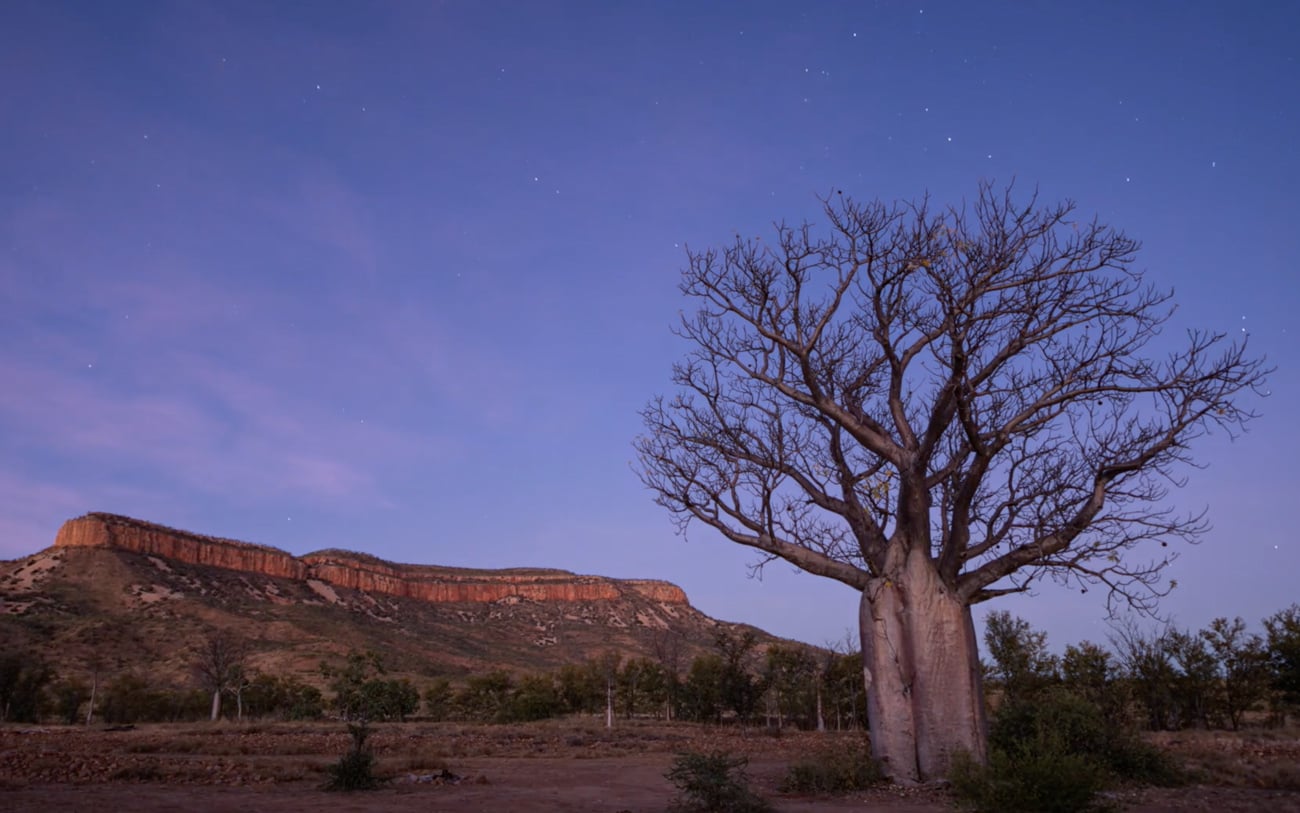 Wild Kimberley cover image