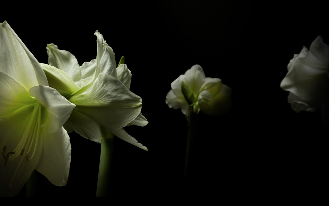 Spring fall time-lapse cover image