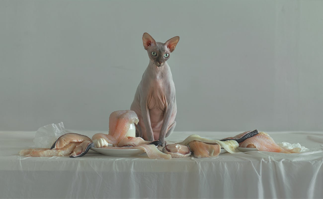 Organic still life photography cover image