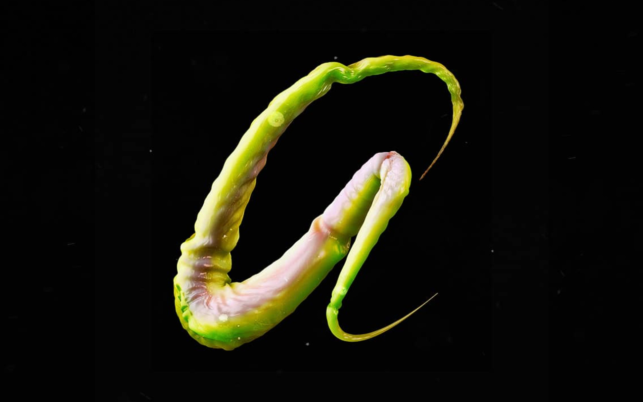 Feelers 3D typography cover image