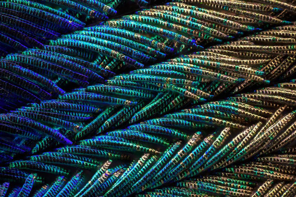 Peacock feathers cover image