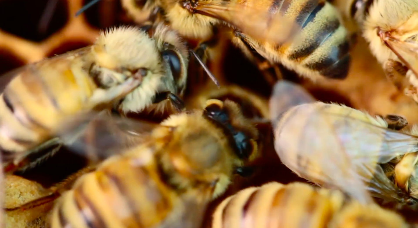 Synthetic Apiary cover image