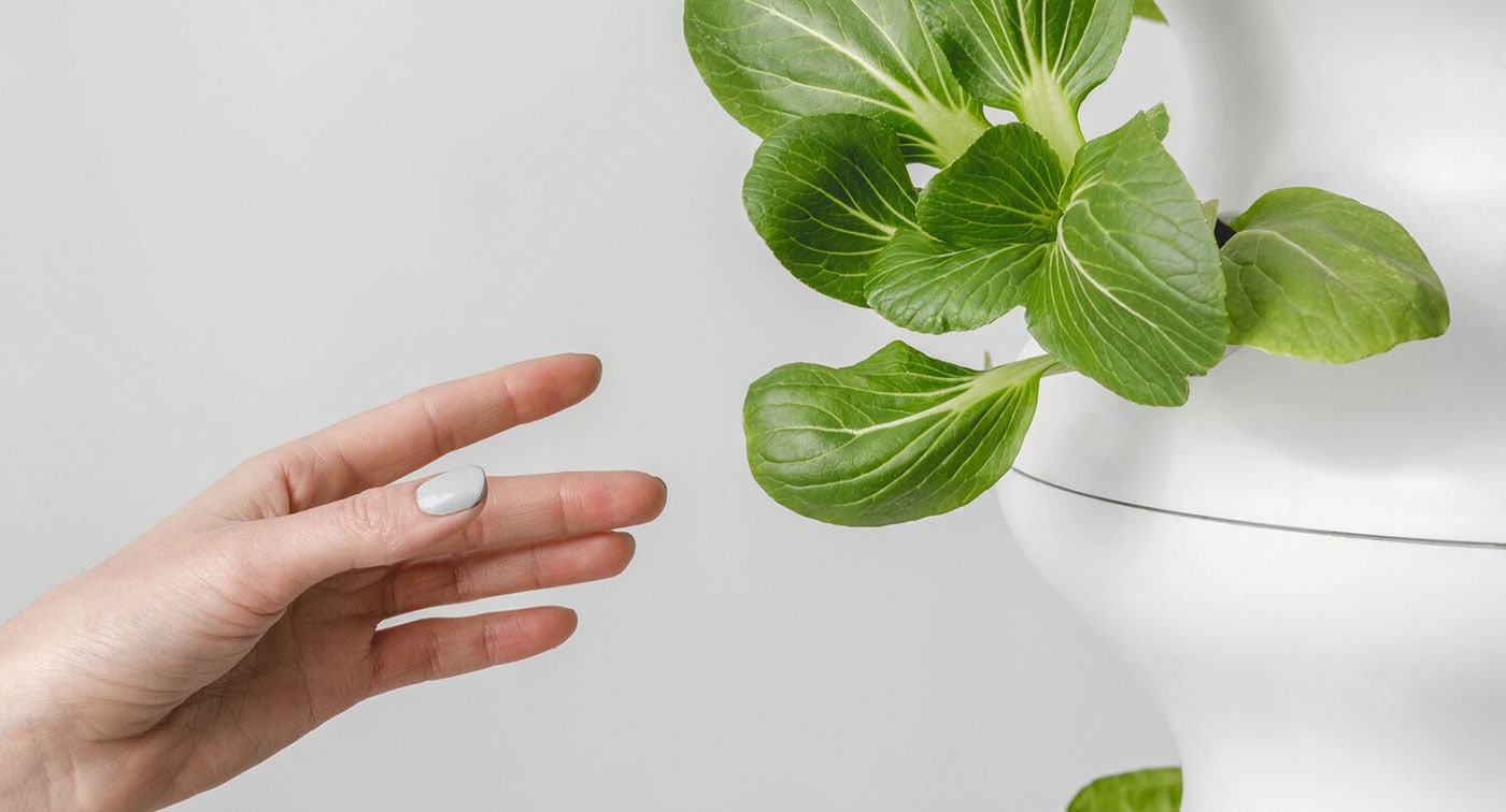 Lettuce Grow Brand Design cover image