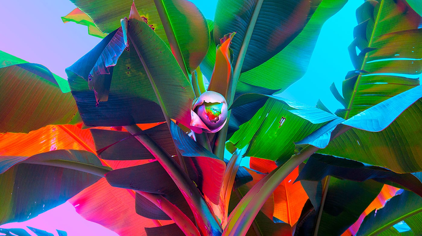 Nuclear Garden Photo-series cover image